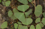 Violet woodsorrel